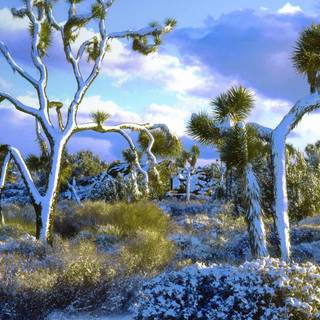 Joshua Tree National Park California wallpaper