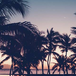 Palm trees reflection sky HD wallpaper