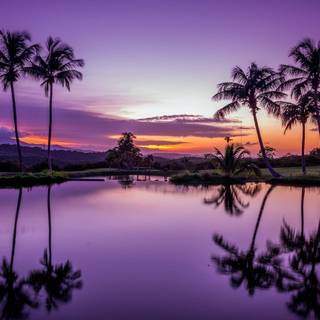 Palm trees reflection sky HD wallpaper