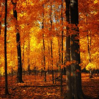 Autumn in forest wallpaper