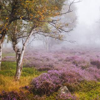 Autumn heather wallpaper
