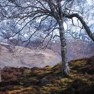 Autumn heather wallpaper