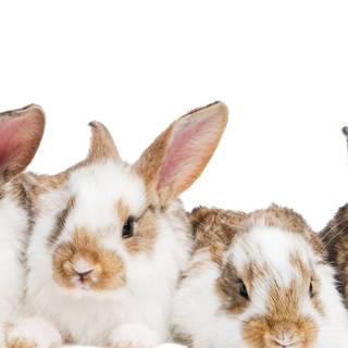 Phone rabbit wallpaper