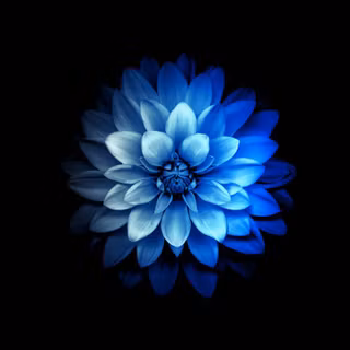 iPhone flower wallpaper