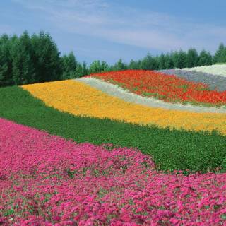 Prettiest desktop wallpaper