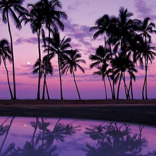 Purple palm trees HD wallpaper
