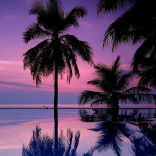 Purple palm trees HD wallpaper