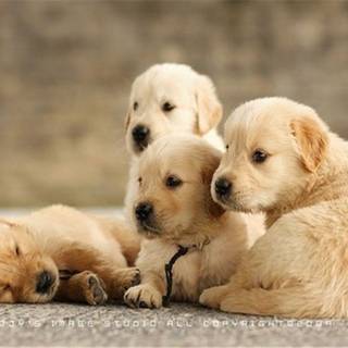 Brown puppies wallpaper
