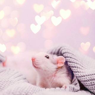 Cute rat wallpaper