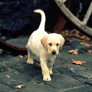 Labrador puppies wallpaper
