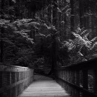 Dark trees wallpaper