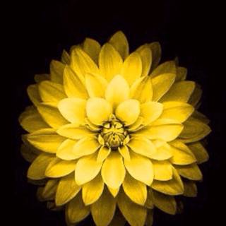 iPhone yellow flower wallpaper