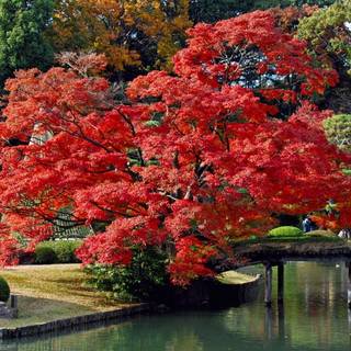 Japan autumn HD wallpaper