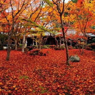 Japan autumn HD wallpaper