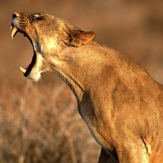 Scary lions wallpaper