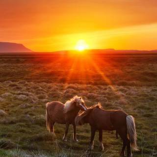 Horse phone sunset wallpaper