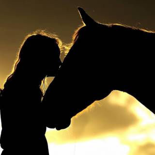 Horses in sunset wallpaper