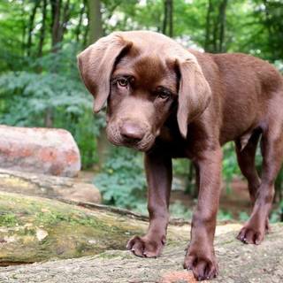 Puppy computer chocolate Lab wallpaper
