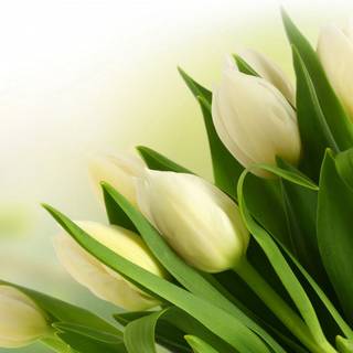 Beautiful tulips wallpaper