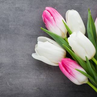 Beautiful tulips wallpaper