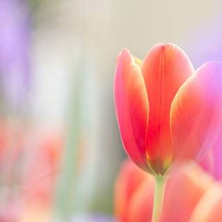 Beautiful tulips wallpaper