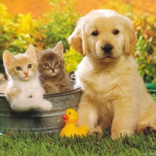 Pet animals wallpaper