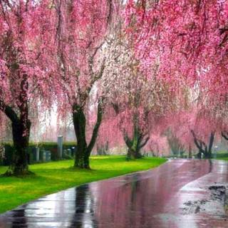 Nature in pink wallpaper