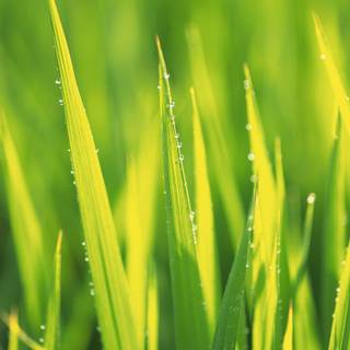 Green and yellow wallpaper