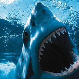 Shark attack wallpaper