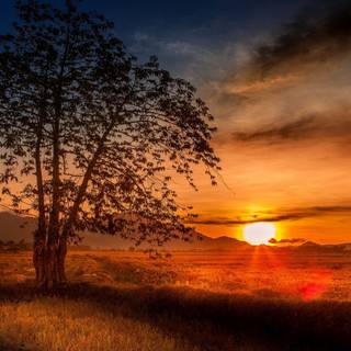 Tree in sunset wallpaper