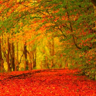 Canada autumn wallpaper