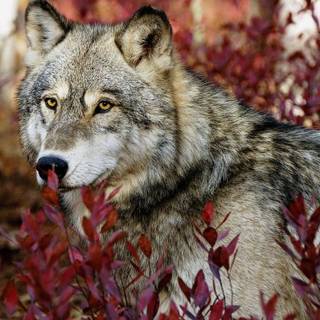 Autumn wolves wallpaper