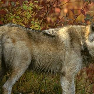 Autumn wolves wallpaper