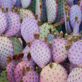 Cactus aesthetic wallpaper