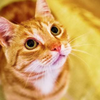 Orange and white cats wallpaper