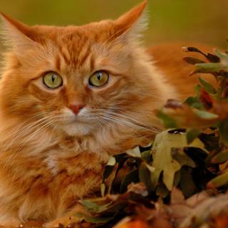 Orange and white cats wallpaper