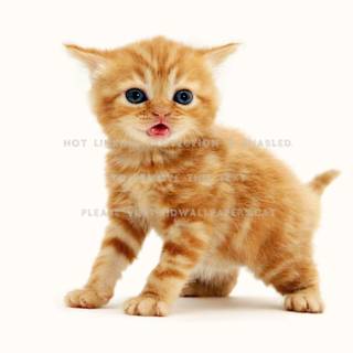 Orange and white cats wallpaper