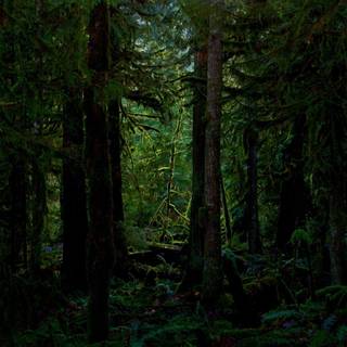 Deep in the forest wallpaper