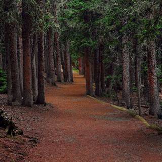 Deep in the forest wallpaper