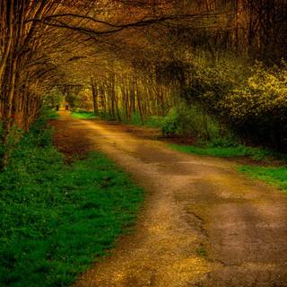 Deep in the forest wallpaper