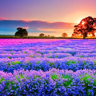 Flower fields wallpaper