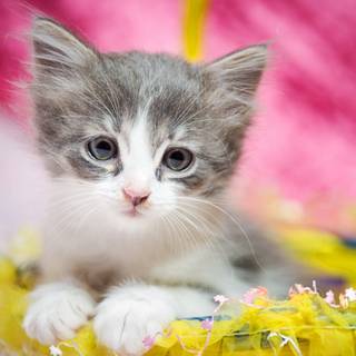 Very cute kittens wallpaper