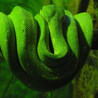 Green snake wallpaper