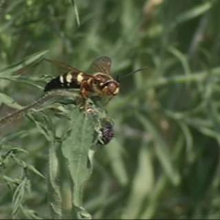 Cicada killer wallpaper