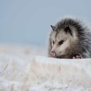 Possum wallpaper
