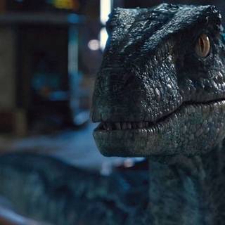 Raptor Blue wallpaper