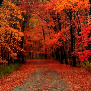 First day of autumn wallpaper