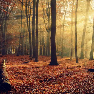 First day of autumn wallpaper