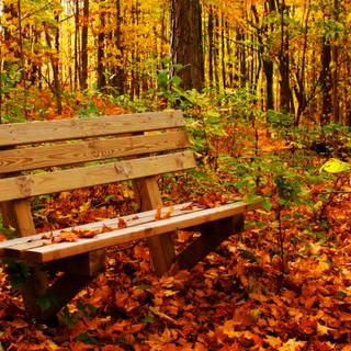 Bench autumn wallpaper