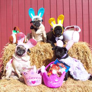Easter dogs wallpaper